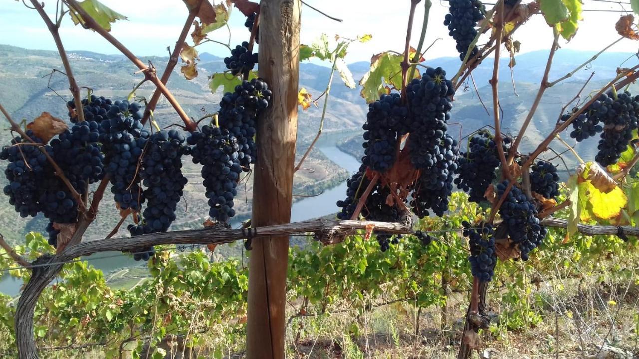 Stay At The Winemaker Ervedosa do Douro Extérieur photo