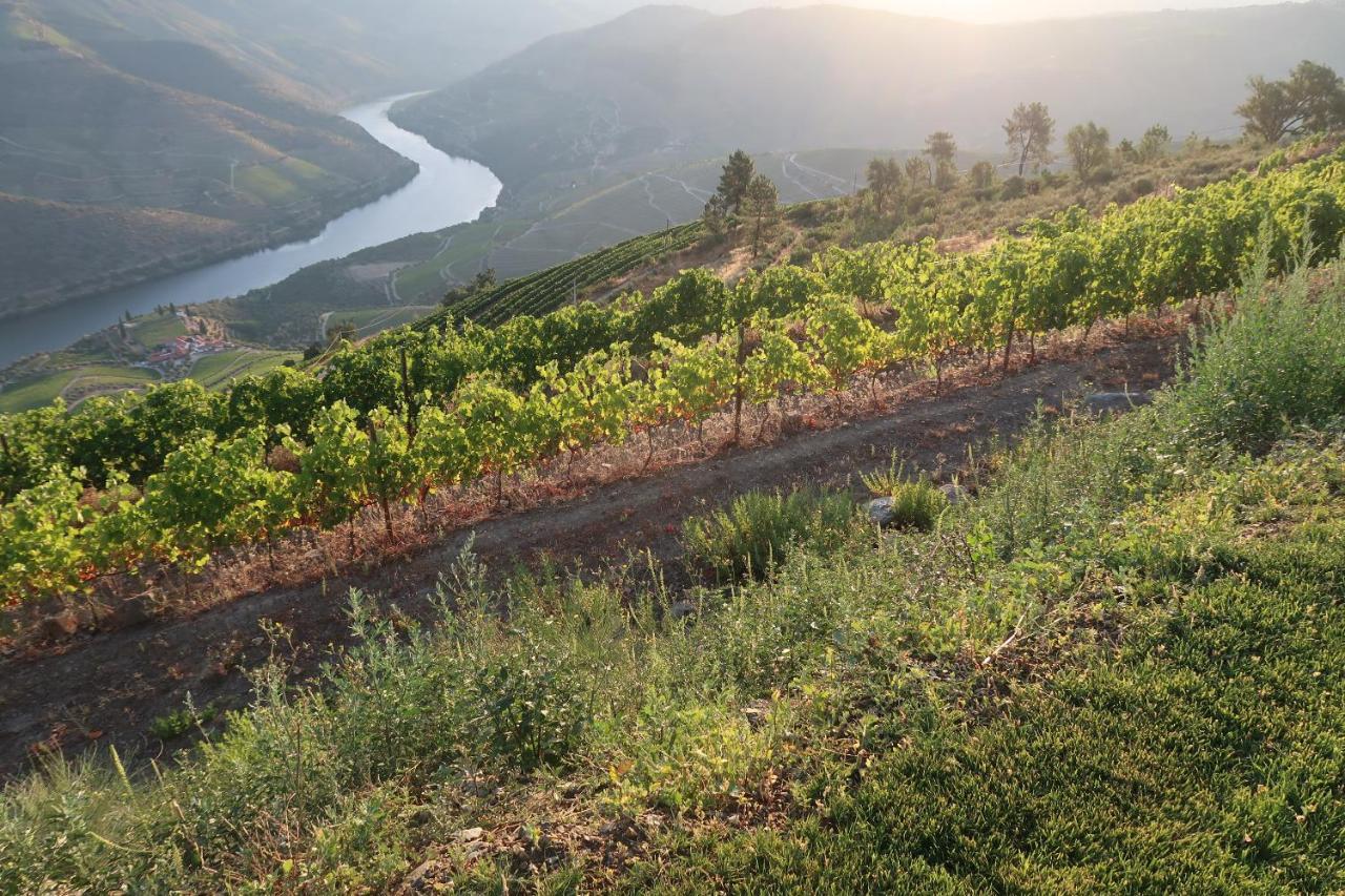 Stay At The Winemaker Ervedosa do Douro Extérieur photo