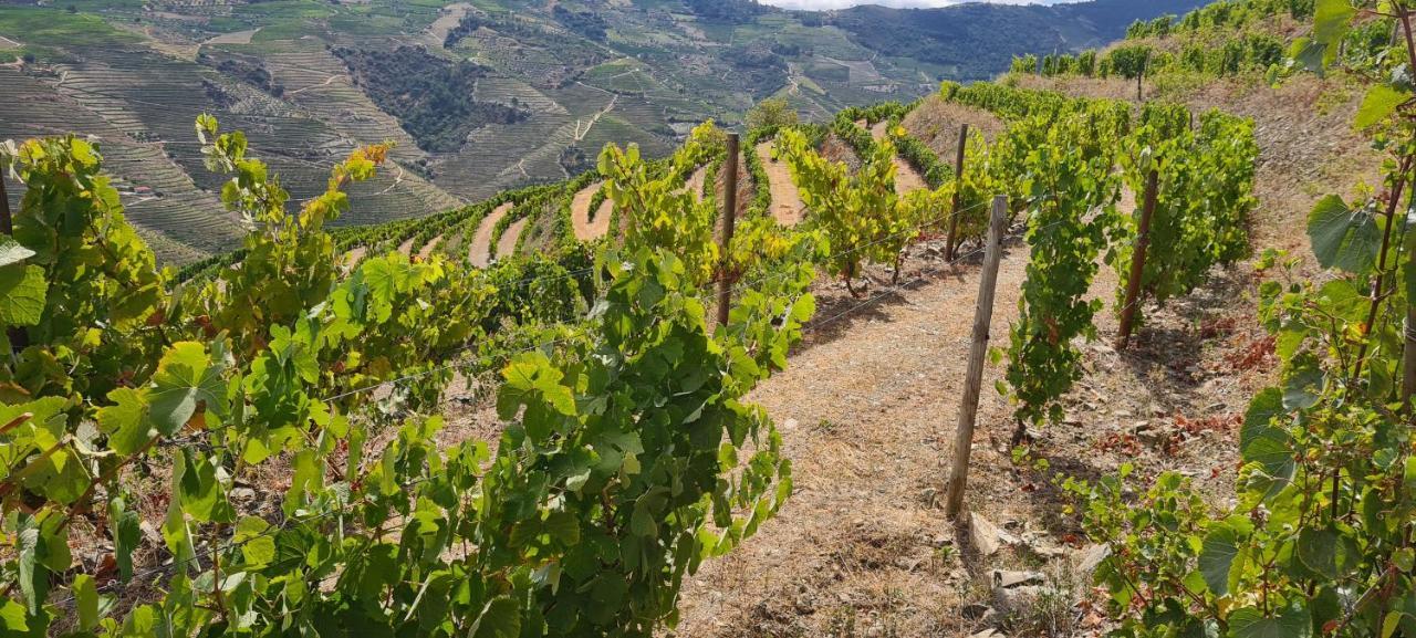 Stay At The Winemaker Ervedosa do Douro Extérieur photo